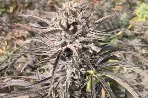 ez bake auto strain plant by trilogene seeds