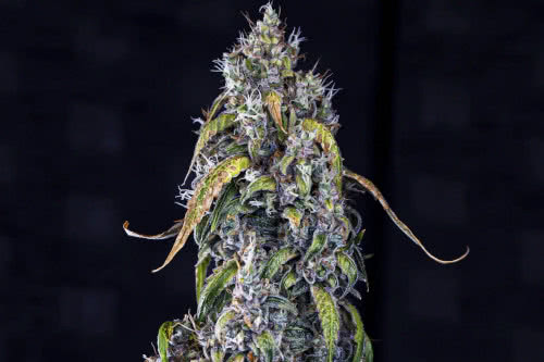 fantasmo express auto cannabis plant by mephisto genetics