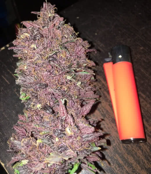 purple lemonade auto flower, fast buds, grown by reddit user