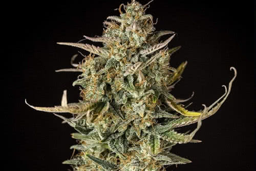 fat banana auto strain plant by royal queen seeds