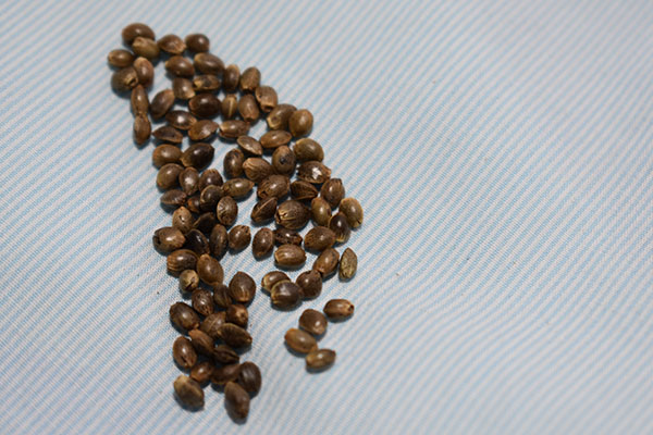 feminized cannabis seeds USA