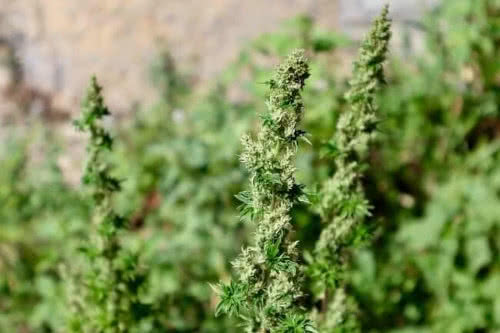 feral fuel abc strain by terpyz mutant genetics