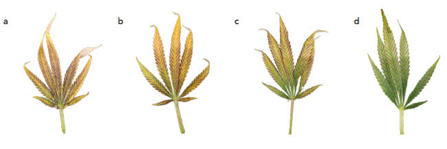 figure cannabis leaves flushing color stages
