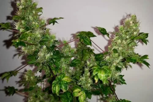 flo fusion abc strain by terpyz mutant genetics