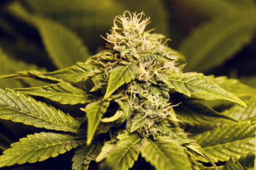 flowering cannabis plant with big buds