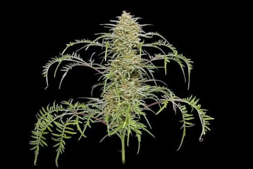 freakshow strain by humboldt seed co