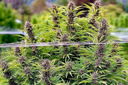 frisian dew strain plant by dutch passion