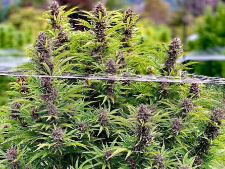 Frisian Dew strain plant growing outdoors, purple buds