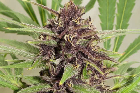 frisian dew strain plant by dutch passion