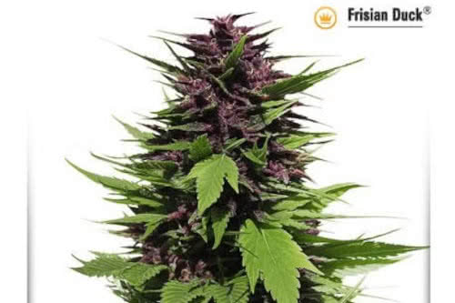 frisian duck strain by dutch passion