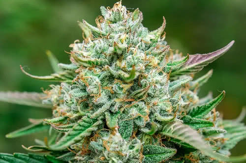 froot by the foot auto strain plant by atlas seed