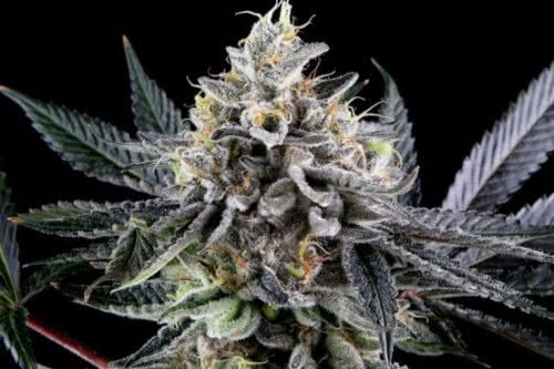 frosted biscotti auto strain plant by james loud