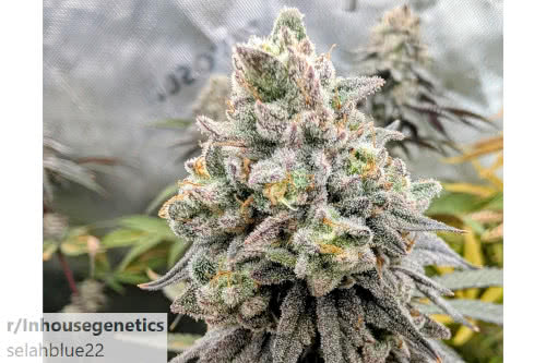 frozen grapes strain plant by in house genetics