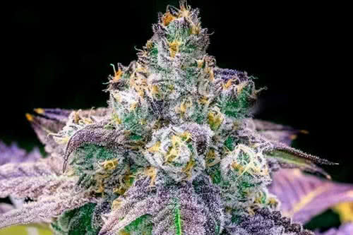 fruity pebbles strain indoor cannabis plant