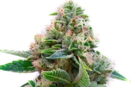 fruity pebbles og strain plant by seedsupreme