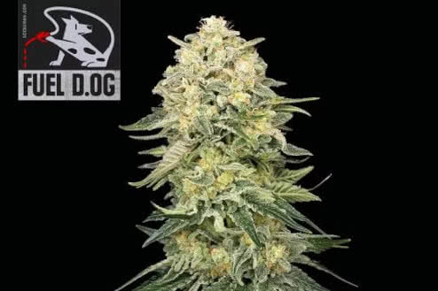 fuel dog feminized strain plant