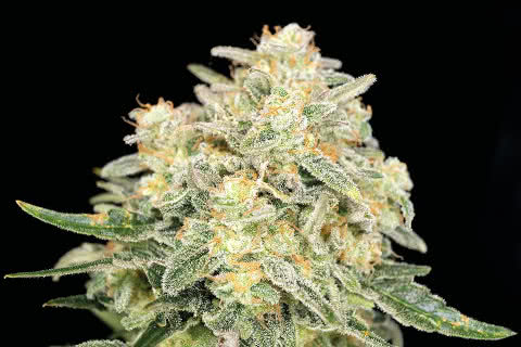 fuel dog sativa strain plant by seedsman