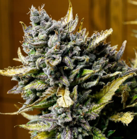 fugue state, mephisto genetics, grown by reddit user