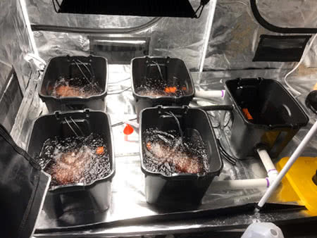 hydroponic system rdwc plant setup