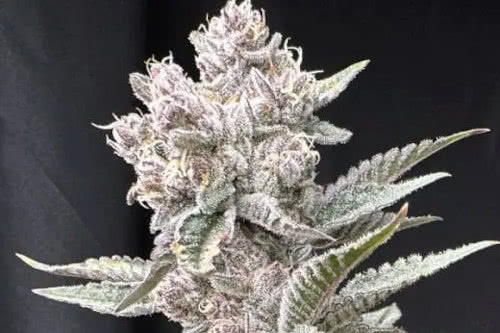 funk in da trunk strain plant by solfire gardens