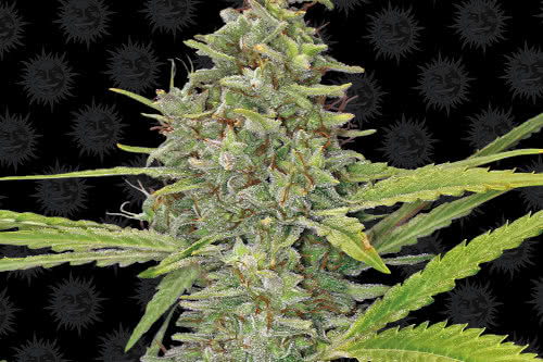 g13 haze strain by barneys farm