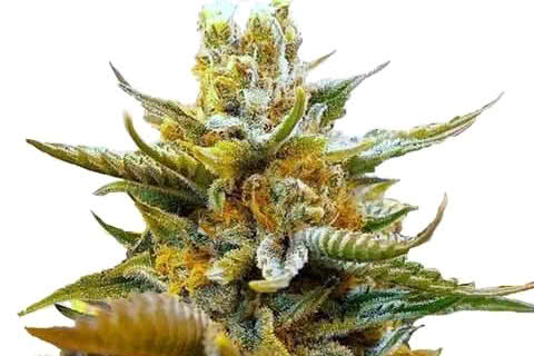 g13 indica strain plant by ilgm