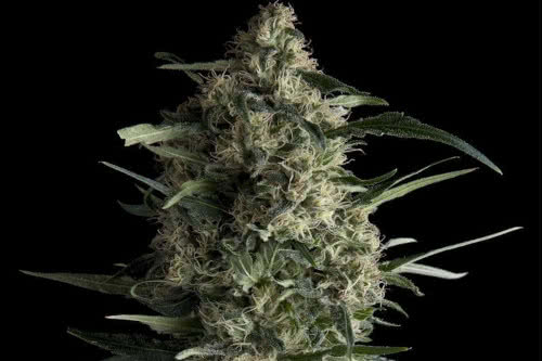 galaxy strain by pyramid seeds