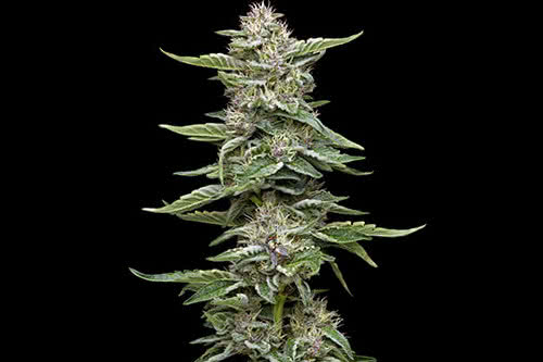 garlic budder strain plant by humboldt seed company