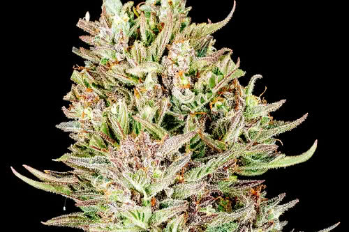 garlic jam auto strain plant by atlas seed