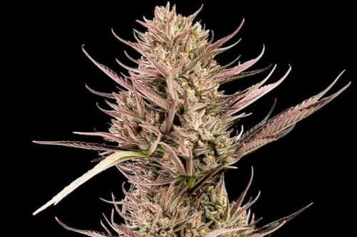 garlic muffin f1 auto cannabis plant by seedsman