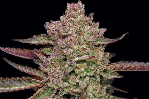 gazzurple strain by humboldt seed co