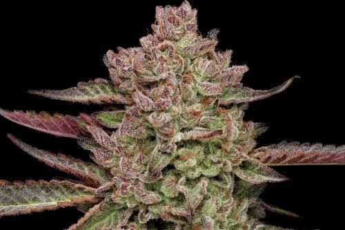 gazzurple strain plant by humboldt seed company