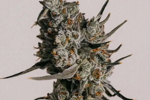 grandaddy purple auto strain plant by ilgm