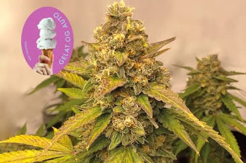 gelat og auto strain by seedsman