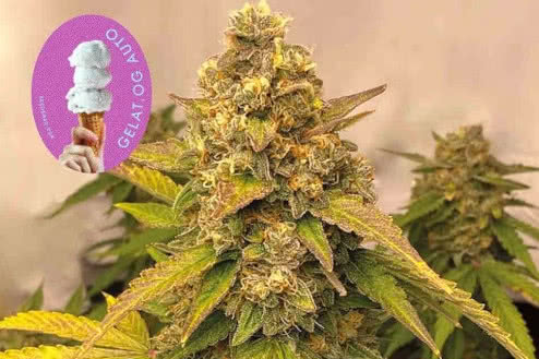 gelat og autoflower strain plant