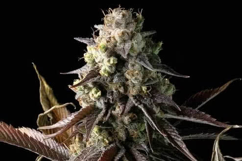 gelat og feminized strain plant