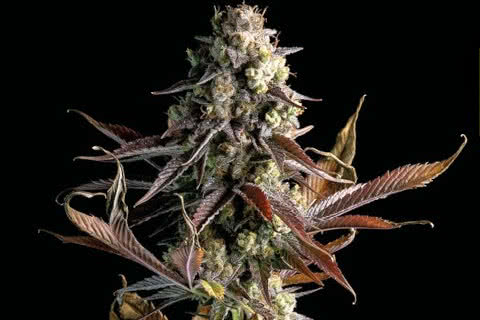 gelat og indica strain plant by seedsman