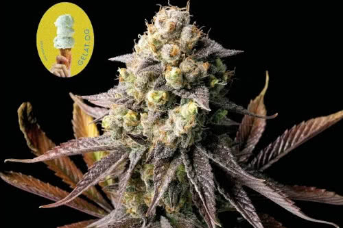 gelat og weed strain