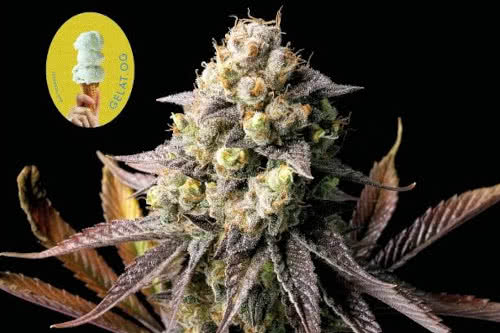 gelat og strain by seedsman