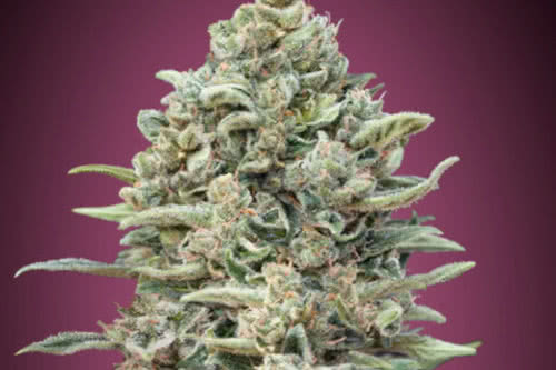 gelato 33 fast by advanced seeds