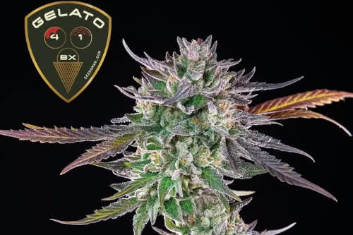 gelato 41 bx feminized seeds cannabis plant