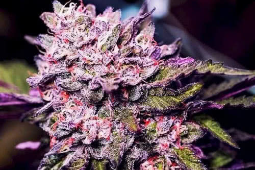 gelato strain by nirvana seeds