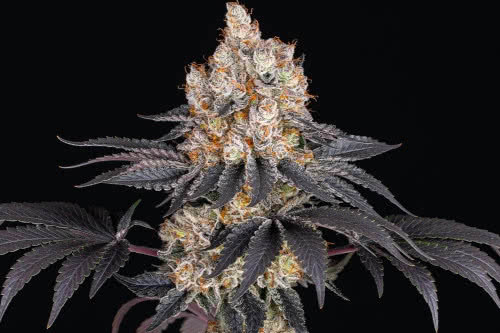 gelato aka larry bird strain by barneys farm