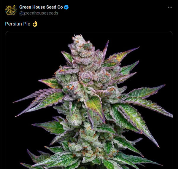 green house seed co tweet of persian pie plant on X