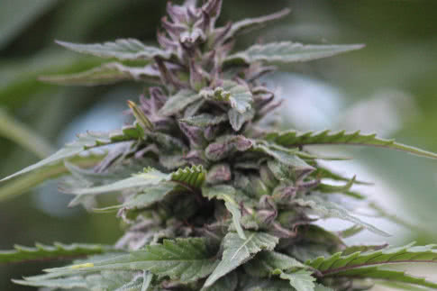gilgit landrace strain by landrace warden