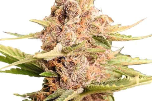 girl scout cookies auto cannabis plant by ilgm