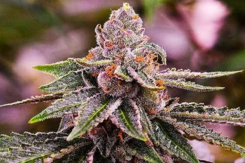 girl scout cookies auto strain by nirvana seeds