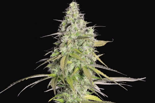 girl scout cookies auto strain by fast buds