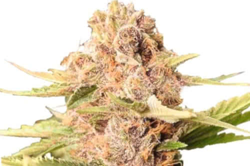 girl scout cookies autoflower seeds cannabis plant