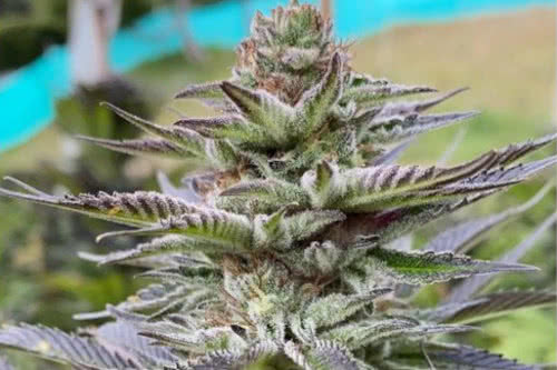 girl scout cookies strain by the cali connection